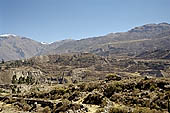 The Colca Valley is one of the most intensively terraced regions in the Andes 